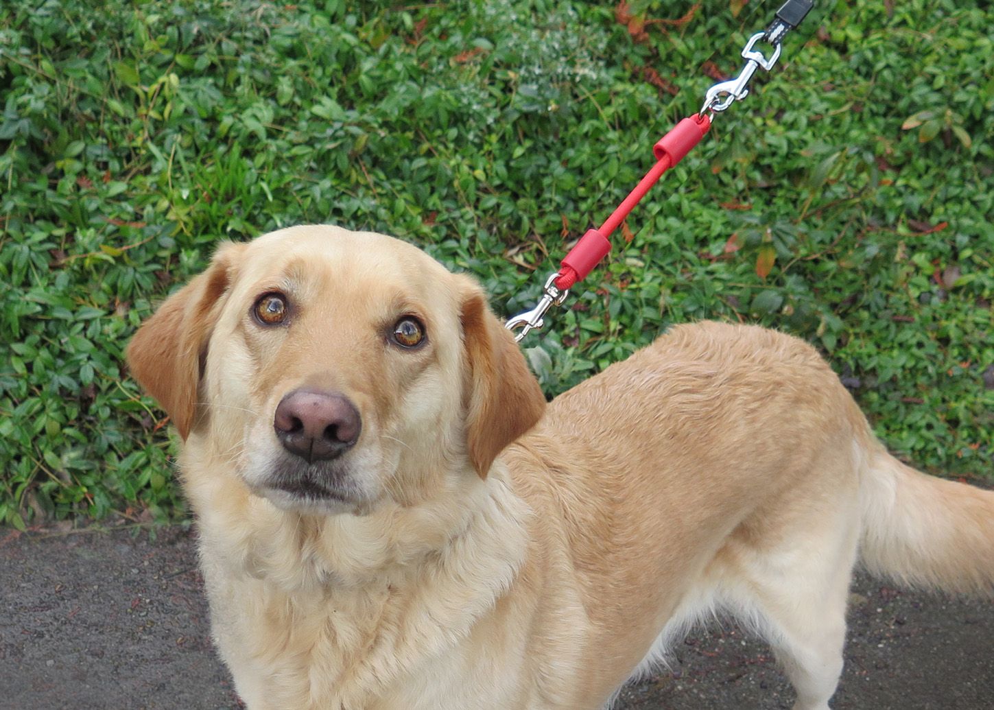 Medium-size mix breed with red Jerk-Ease leash extension fastened to leash